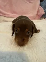 Carmella short hair AKC chocolate piebald , a female Miniature Dachshund for sale in Cottonwood, CA – 8 of 10