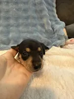 Whiskey CKC black and tan shorthair , a male Miniature Dachshund for sale in Cottonwood, CA – 9 of 9