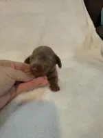 Peanut AKC Isabella male , a male Miniature Dachshund for sale in Cottonwood, CA – 6 of 7