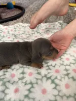 AKC bluey, a female Dachshund for sale in Cottonwood, CA – Photo 6 of 6
