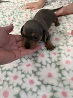 AKC bluey, a female Dachshund for sale in Cottonwood, CA – Photo 5 of 6