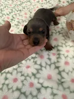 AKC bluey, a female Dachshund for sale in Cottonwood, CA – Photo 2 of 6