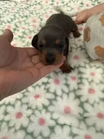 AKC bluey, a female Dachshund for sale in Cottonwood, CA – Photo 4 of 6