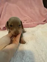 Millie AKC short hair Isabella piebald , a female Miniature Dachshund for sale in Cottonwood, CA – 3 of 10
