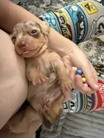 Snickers CKC short hair chocolate dapple , a female Miniature Dachshund for sale in Cottonwood, CA – 8 of 8