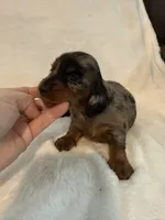 Arlo AKC mini long hair dapple , a male Miniature Dachshund for sale in Cottonwood, CA – 5 of 8