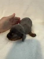 Clover AKC blue dapple male , a male Miniature Dachshund for sale in Cottonwood, CA – 2 of 10