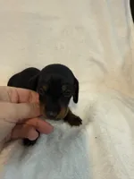 Brock , a male Miniature Dachshund for sale in Cottonwood, CA – 4 of 6