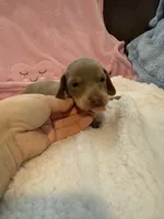 Millie AKC short hair Isabella piebald , a female Miniature Dachshund for sale in Cottonwood, CA – 10 of 10