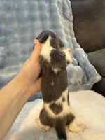 Bluey AKC long hair blue piebald , a male Miniature Dachshund for sale in Cottonwood, CA – 5 of 9