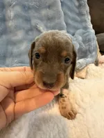 Bandit AKC short hair blue piebald , a male Miniature Dachshund for sale in Cottonwood, CA – 4 of 10