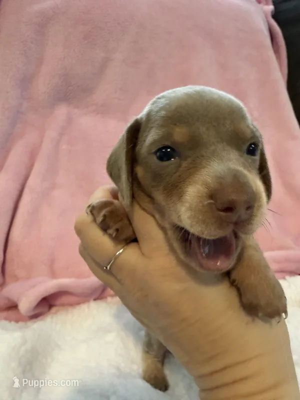 Millie AKC short hair Isabella piebald  – Miniature Dachshund puppy for sale in Cottonwood, CA