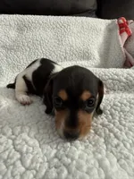 Hocus AKC , a female Miniature Dachshund for sale in Cottonwood, CA – 9 of 10