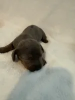 Clover AKC blue dapple male , a male Miniature Dachshund for sale in Cottonwood, CA – 3 of 10