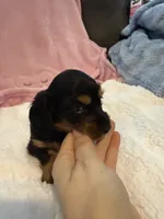 Olive AKC long hair , a female Miniature Dachshund for sale in Cottonwood, CA – 1 of 9