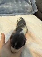 Bluey AKC long hair blue piebald , a male Miniature Dachshund for sale in Cottonwood, CA – 8 of 9