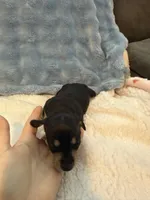 Whiskey CKC black and tan shorthair , a male Miniature Dachshund for sale in Cottonwood, CA – 7 of 9