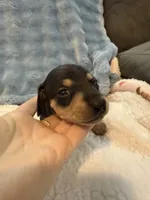 Whiskey CKC black and tan shorthair , a male Miniature Dachshund for sale in Cottonwood, CA – 5 of 9