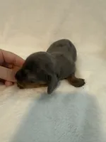 Clover AKC blue dapple male , a male Miniature Dachshund for sale in Cottonwood, CA – 7 of 10