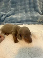 Gizmo AKC Isabella short hair , a male Miniature Dachshund for sale in Cottonwood, CA – 10 of 10