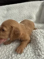 AKC pumpkin spice , a male Miniature Dachshund for sale in Cottonwood, CA – 8 of 9