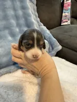 Bluey AKC long hair blue piebald , a male Miniature Dachshund for sale in Cottonwood, CA – 2 of 9