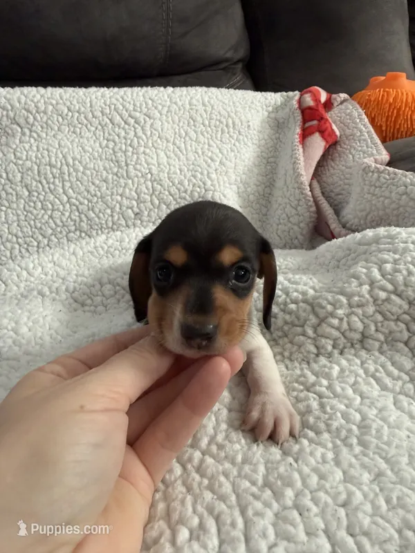 Hocus AKC  – Miniature Dachshund puppy for sale in Cottonwood, CA