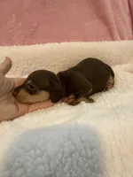 Mia  chocolate CKC shorthair , a female Miniature Dachshund for sale in Cottonwood, CA – 3 of 10