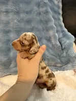 Duke chocolate dapple shorthair CKC , a male Miniature Dachshund for sale in Cottonwood, CA – 2 of 10