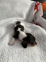 Hocus AKC , a female Miniature Dachshund for sale in Cottonwood, CA – 2 of 10