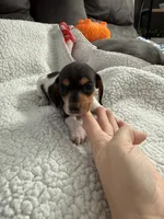 Hocus AKC , a female Miniature Dachshund for sale in Cottonwood, CA – 4 of 10