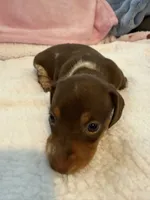 Carmella short hair AKC chocolate piebald , a female Miniature Dachshund for sale in Cottonwood, CA – 7 of 10