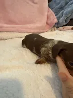 Carmella short hair AKC chocolate piebald , a female Miniature Dachshund for sale in Cottonwood, CA – 9 of 10