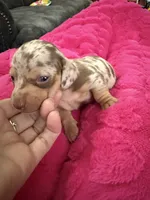 Snickers CKC short hair chocolate dapple , a female Miniature Dachshund for sale in Cottonwood, CA – 2 of 8