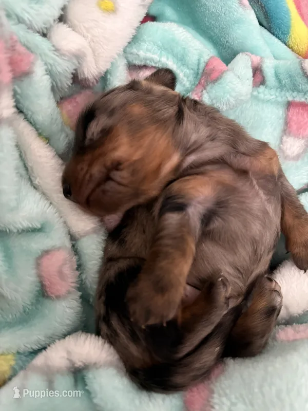 Arlo AKC mini long hair dapple  – Miniature Dachshund puppy for sale in Cottonwood, CA