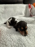 Hocus AKC , a female Miniature Dachshund for sale in Cottonwood, CA – 8 of 10