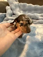 Enzo AKC shorthair dapple , a male Miniature Dachshund for sale in Cottonwood, CA – 2 of 9