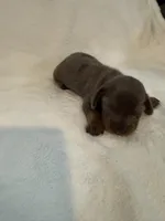 Clover AKC blue dapple male , a male Miniature Dachshund for sale in Cottonwood, CA – 4 of 10