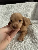 AKC pumpkin spice , a male Miniature Dachshund for sale in Cottonwood, CA – 1 of 9