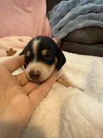 Daisy AKC black and tan piebald short hair , a female Miniature Dachshund for sale in Cottonwood, CA – 6 of 10
