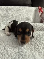 Hocus AKC , a female Miniature Dachshund for sale in Cottonwood, CA – 5 of 10