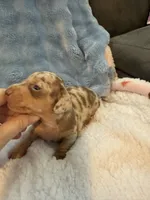 Duke chocolate dapple shorthair CKC , a male Miniature Dachshund for sale in Cottonwood, CA – 5 of 10