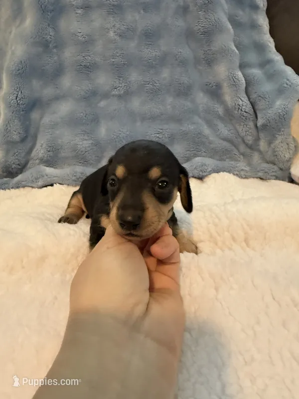 Whiskey CKC black and tan shorthair  – Miniature Dachshund puppy for sale in Cottonwood, CA