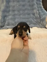 Whiskey CKC black and tan shorthair , a male Miniature Dachshund for sale in Cottonwood, CA – 1 of 9