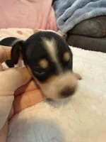 Daisy AKC black and tan piebald short hair , a female Miniature Dachshund for sale in Cottonwood, CA – 5 of 10
