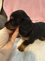 Olive AKC long hair , a female Miniature Dachshund for sale in Cottonwood, CA – 9 of 9