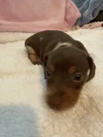 Carmella short hair AKC chocolate piebald , a female Miniature Dachshund for sale in Cottonwood, CA – 5 of 10