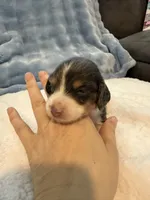 Bluey AKC long hair blue piebald , a male Miniature Dachshund for sale in Cottonwood, CA – 1 of 9