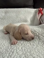 Casper , a male Miniature Dachshund for sale in Cottonwood, CA – 6 of 10