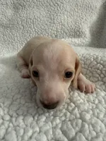 Casper , a male Miniature Dachshund for sale in Cottonwood, CA – 5 of 10